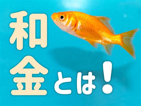 和金|和金とは！金魚の基本種の特徴から品種、飼育のポイ。